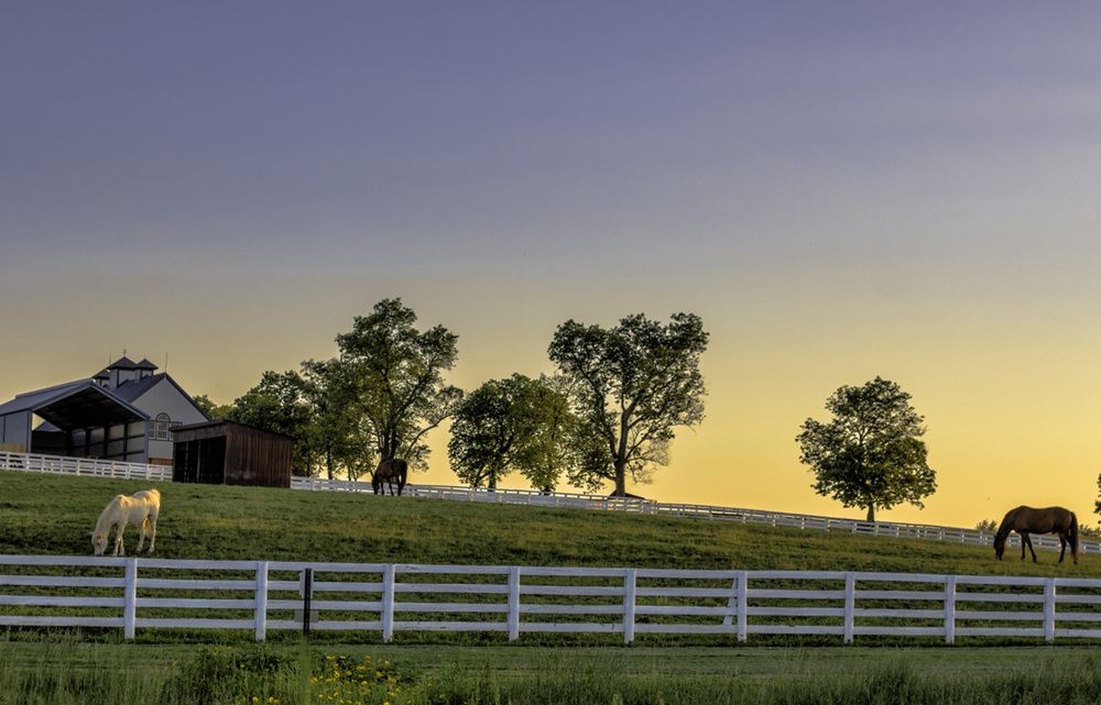 How Ocala’s Equestrian Market Has Changed, and What Today’s Buyers Are Getting Wrong About It